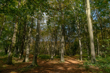 Obraz premium ​The Early Autumn