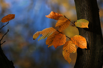 Obraz premium Colored autumn leaves 
