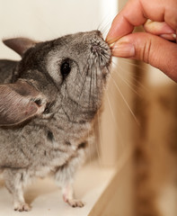 chinchilla of standard color