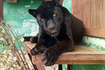 Foto auf Acrylglas Panther Black Jaguar in the Yekaterinburg Zoo