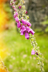 flor con campanillas de color purpurea con fondo de hojas verde.