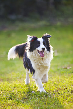 one adult border collie outdoor
