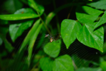 a spider consuming its prey