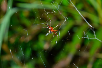 a spider consuming its prey