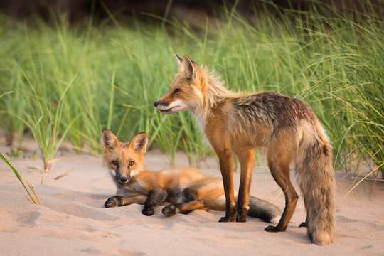 Pair of wild fox friends together in natural outdoor animal environment