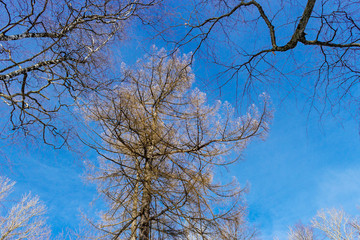 frosted tree branches