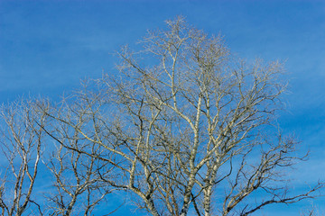 frosted tree branches
