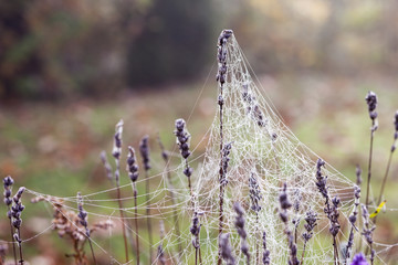 Lavendel mit Spinnennetz im Herbst