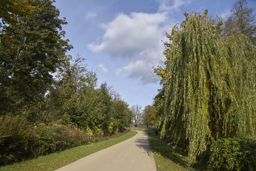 Fototapeta na wymiar Trees with pathway