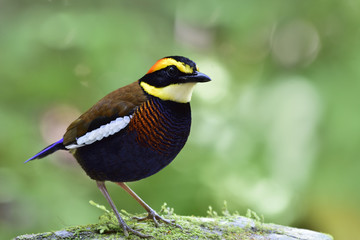 Malayan Banded Pitta (Hydrornis guajana) chubby multiple colors male bird standing on mossy ground in nature, exotic creature