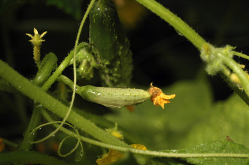 Flowering and ripening of cucumbers of a variety of cornichons after watering in a summer greenhouse