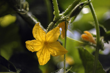 Flowering and ripening of cucumbers of a variety of cornichons after watering in a summer greenhouse