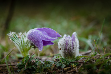 Große Kuhschelle im Herbst