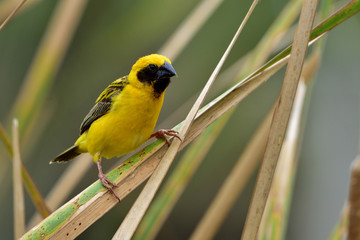 Male of Asian Golden Weaver, beautiful yellow bird perching on grass beside pond area, exotic nature