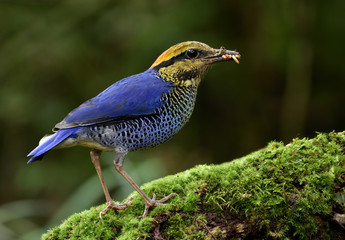 Male of Blue Pitta (Hydrornis cyaneus) a species bird Pittidae family collecting worms to feed its babies in the nest