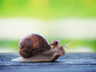 Snail brown at the green backgroud racing at the blue wood
