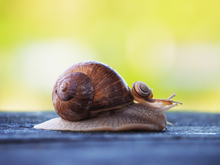 Snail brown at the green backgroud racing at the blue wood
