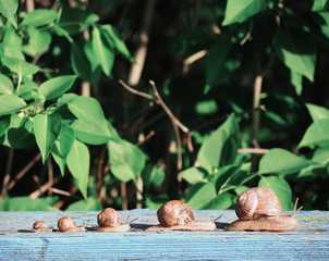 Snail brown at the green backgroud racing at the blue wood