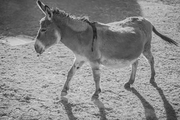 DONKEY