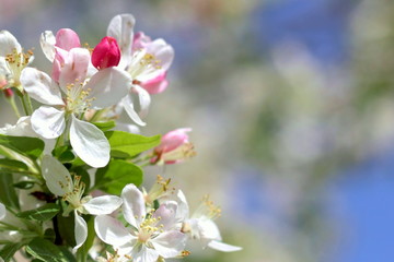 Fototapeta na wymiar Cherry Blossom Close Up