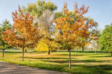 Fototapeta premium City Park Novi Sad in autumn colors 