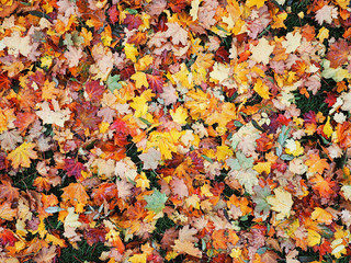Autumn leaves yellow red at the green grass top view