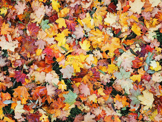 Autumn leaves yellow red at the green grass top view