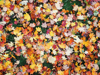 Autumn leaves yellow red at the green grass top view