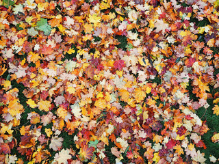 Autumn leaves yellow red at the green grass top view