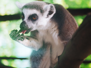 Lemur eating banana close-up