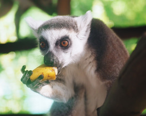 Lemur eating banana close-up