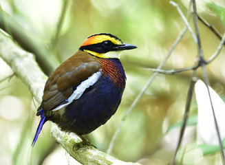 Male of Malayan Banded Pitta (Hydrornis guajana) colorful chubby dark blue brid perching on tree branch, exotic creature