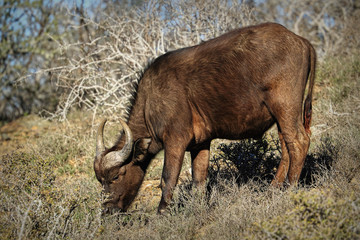 Cape Buffalos in the African Bush in Kruger National Park, South Africa