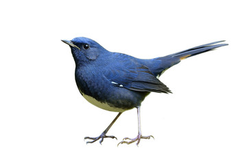Male of White-bellied Redstart (Luscinia phaenicuroides) Beautiful blue bird with white belly and yellow feathers on its tail fully details from head to tail isolated on white background