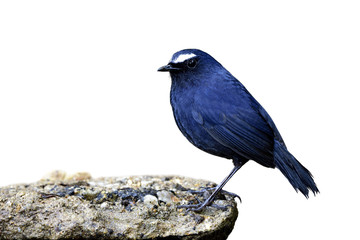 Male of White-browed Shortwing (Brachypteryx montana) dark blue bird with white eye brow perching on rock isolated on white background, exotic nature