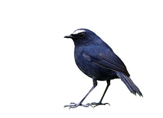 Male of White-browed Shortwing (Brachypteryx montana) dark blue bird with white eye brows on his head fully standing isolated on white background, exotic nature