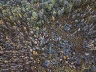 Creek in autumn forest. landscape