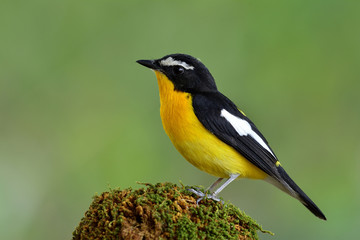 Male of Yellow-rumped flycatcher (Ficedula zanthopygia) chubby yellow bird with black wings and white spots perching onmossy spot over fine background, exotic nature