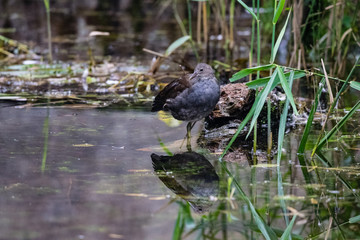 Juvenile moorhen duck reflection whilst standing in still lake water