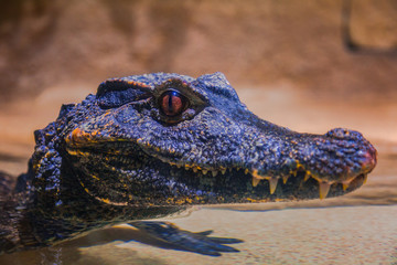 ALLIGATOR