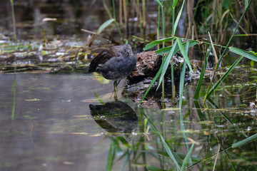Juvenile moorhen duck reflection whilst standing in still lake water