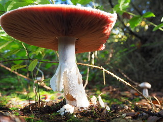 Großer weisser Pilz Nahaufnahme aus Froschperspektive