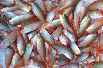 Fresh catch of delicious sea fish on the market counter