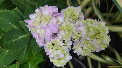 Pink Hydrangea bush