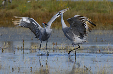 Young Sandhill Cranes dancing in pond of California