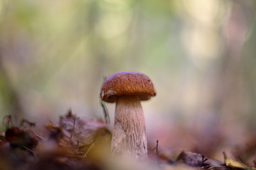 Fototapeta premium Boletus edulis (penny bun, cep, porcino or porcini)