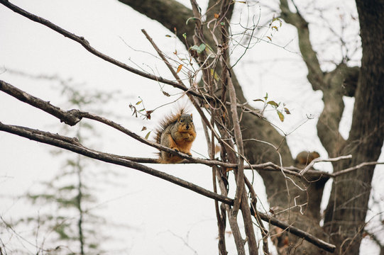Squirrel in A Tree