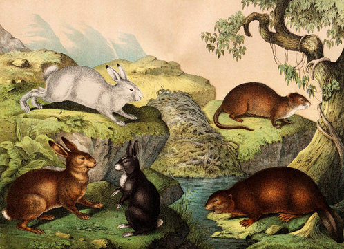 Wild animals in nature.