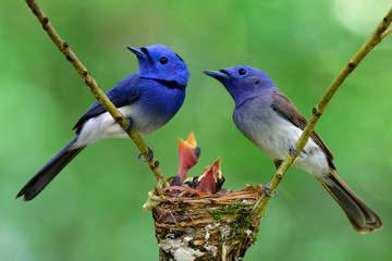 Parents of Black-naped Monarch or Blue Flycatchers perching over nest protect their baby chicks in...