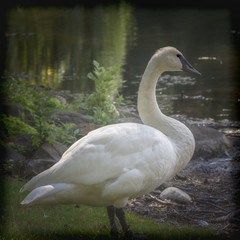 SWAN